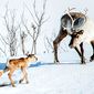 Foto 18 Aïlo: Une odyssée en Laponie