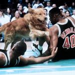 Imagine din galeria filmului Air Bud: Golden Receiver