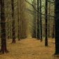 Le temps des forêts/Vremea pădurilor