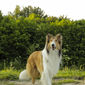 Foto 2 Lassie Come Home