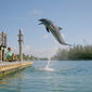 Dolphin Kick/Puterea delfinului