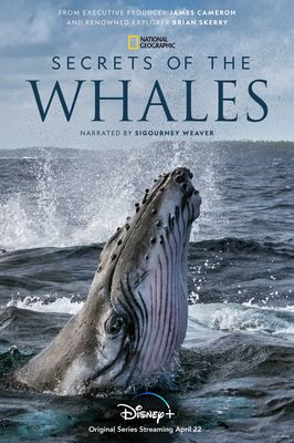 Secrets of the Whales poster