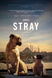 Poster Stray