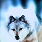 White Wolves III: Cry of the White Wolf/White Wolves III: Cry of the White Wolf