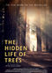 Film Das geheime Leben der Bäume