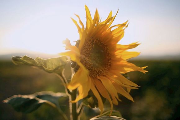 Exhibition on Screen: Sunflowers