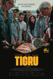Poster Tigru
