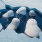 Katak: The Brave Beluga/Katak - Beluga curajoasă