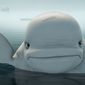 Foto 12 Katak: The Brave Beluga