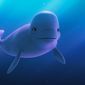 Foto 10 Katak: The Brave Beluga