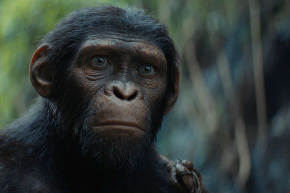 Kingdom of the Planet of the Apes