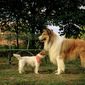 Foto 9 Lassie - Ein neues Abenteuer