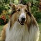 Lassie - Ein neues Abenteuer/Lassie - o nouă aventură