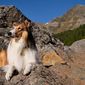 Foto 15 Lassie - Ein neues Abenteuer