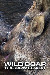 Poster Wild Boar - The Comeback