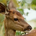 Imagine din galeria filmului Bambi: A Tale of Life in the Woods
