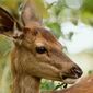 Bambi: A Tale of Life in the Woods/Bambi: O poveste din pădure
