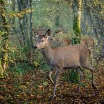 Imagine din galeria filmului Bambi: A Tale of Life in the Woods