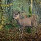 Bambi: A Tale of Life in the Woods/Bambi: O poveste din pădure