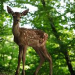 Imagine din galeria filmului Bambi: A Tale of Life in the Woods