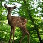 Bambi: A Tale of Life in the Woods/Bambi: O poveste din pădure