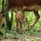 Bambi: A Tale of Life in the Woods/Bambi: O poveste din pădure