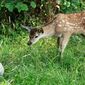 Bambi: A Tale of Life in the Woods/Bambi: O poveste din pădure