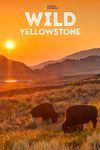 Sălbaticul Yellowstone