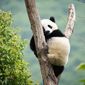 Moon the Panda/Un panda pe nume Moon