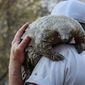 Pangolin: Kulu's Journey/Pangolin: Calea lui Kulu