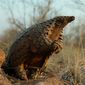 Pangolin: Kulu's Journey/Pangolin: Calea lui Kulu