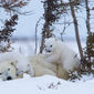 Foto 24 Knut und seine Freunde