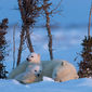 Foto 22 Knut und seine Freunde