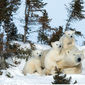 Foto 2 Knut und seine Freunde