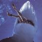 Foto 6 Malibu Shark Attack