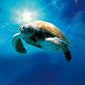Foto 7 Turtle: The Incredible Journey