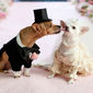 Foto 17 Beverly Hills Chihuahua 2