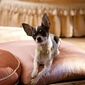 Foto 10 Beverly Hills Chihuahua 2