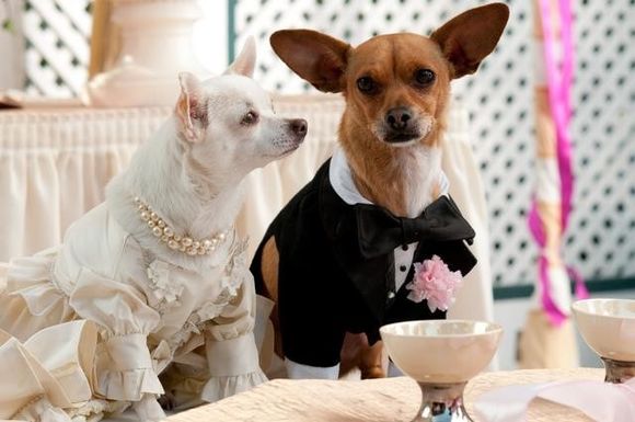 Beverly Hills Chihuahua 2