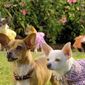 Foto 12 Beverly Hills Chihuahua 2