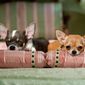 Foto 7 Beverly Hills Chihuahua 2