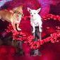 Foto 9 Beverly Hills Chihuahua 2