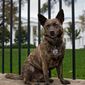 First Dog/Câinele Președintelui