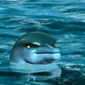 The Dolphin: Story of a Dreamer/The Dolphin: Story of a Dreamer