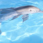 Foto 21 Dolphin Tale