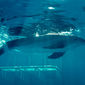 Foto 17 Dolphin Tale