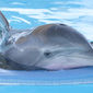 Dolphin Tale/Povestea delfinului