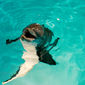 Foto 10 Dolphin Tale
