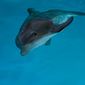 Foto 54 Dolphin Tale