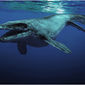 Foto 11 Sea Rex 3D: Journey to a Prehistoric World